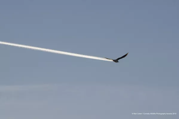 Снимок Is it a bird, is it a plane? британского фотографа Bob Carter, вошедший в список финалистов конкурса Comedy Wildlife Photography Awards 2019 Снимок Is it a bird, is it a plane? британского фотографа Bob Carter, вошедший в список финалистов конкурса Comedy Wildlife Photography Awards 2019 - Sputnik Lietuva