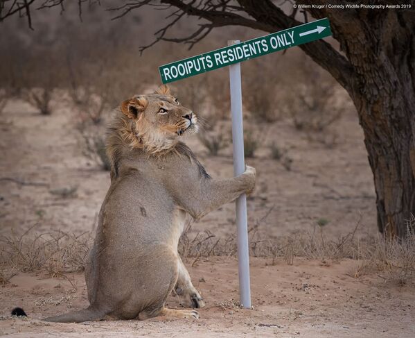 Снимок Lion take away южноафриканского фотографа Willem Kruger, вошедший в список финалистов конкурса Comedy Wildlife Photography Awards 2019 - Sputnik Литва