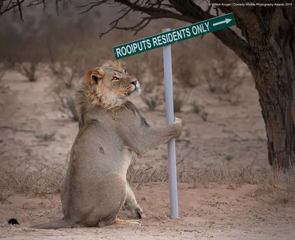 Снимок Lion take away южноафриканского фотографа Willem Kruger, вошедший в список финалистов конкурса Comedy Wildlife Photography Awards 2019 Снимок Lion take away южноафриканского фотографа Willem Kruger, вошедший в список финалистов конкурса Comedy Wildlife Photography Awards 2019 - Sputnik Lietuva