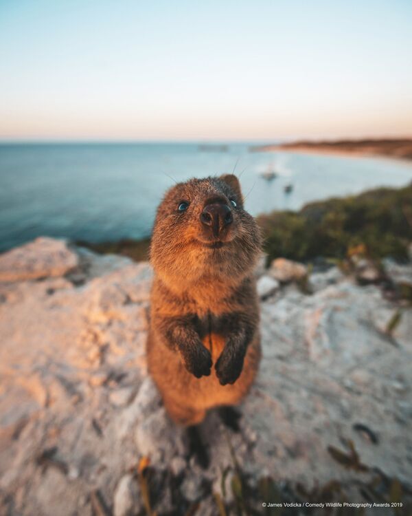 Снимок Excuse Me! австралийского фотографа James Vodicka, вошедший в список финалистов конкурса Comedy Wildlife Photography Awards 2019 - Sputnik Lietuva