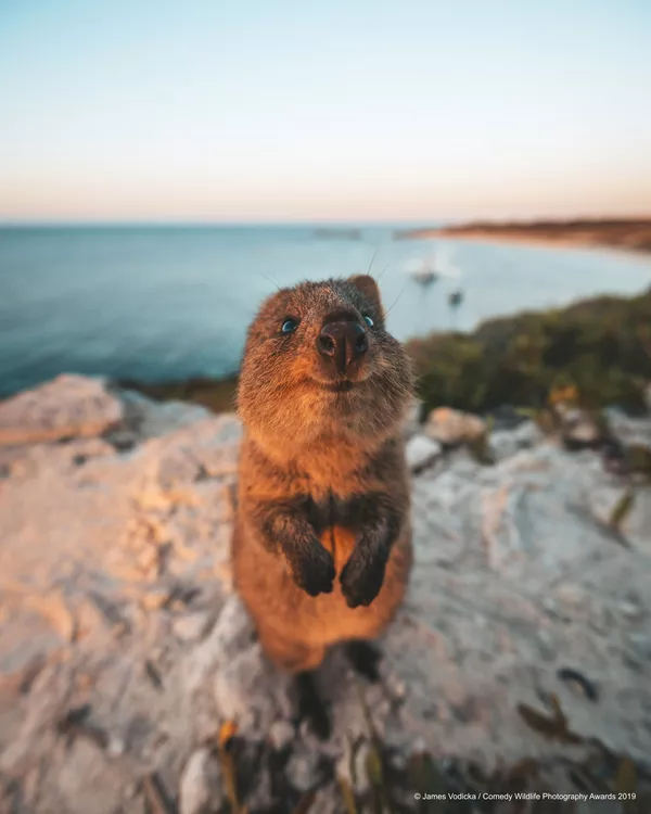 Снимок Excuse Me! австралийского фотографа James Vodicka, вошедший в список финалистов конкурса Comedy Wildlife Photography Awards 2019 Снимок Excuse Me! австралийского фотографа James Vodicka, вошедший в список финалистов конкурса Comedy Wildlife Photography Awards 2019 - Sputnik Lietuva