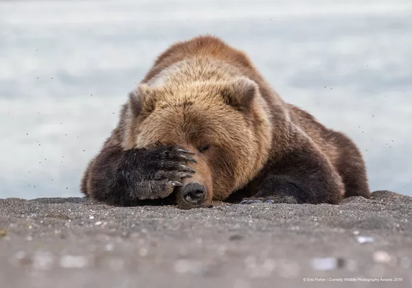 Снимок Monday Morning Blues американского фотографа Eric Fisher, вошедший в список финалистов конкурса Comedy Wildlife Photography Awards 2019 Снимок Monday Morning Blues американского фотографа Eric Fisher, вошедший в список финалистов конкурса Comedy Wildlife Photography Awards 2019 - Sputnik Lietuva