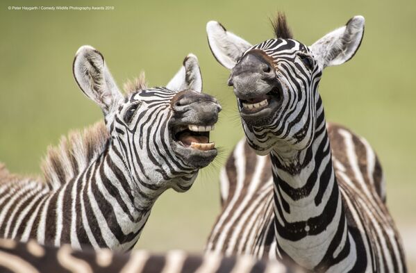 Снимок Laughing Zebra британского фотографа Peter Haygarth, вошедший в список финалистов конкурса Comedy Wildlife Photography Awards 2019 - Sputnik Lietuva