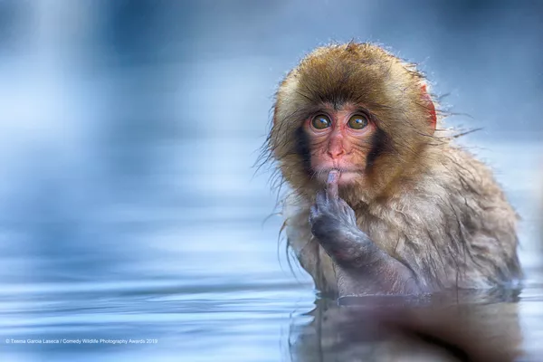 Снимок To be or not to be испанского фотографа Txema Garcia, вошедший в список финалистов конкурса Comedy Wildlife Photography Awards 2019 Снимок To be or not to be испанского фотографа Txema Garcia, вошедший в список финалистов конкурса Comedy Wildlife Photography Awards 2019 - Sputnik Lietuva