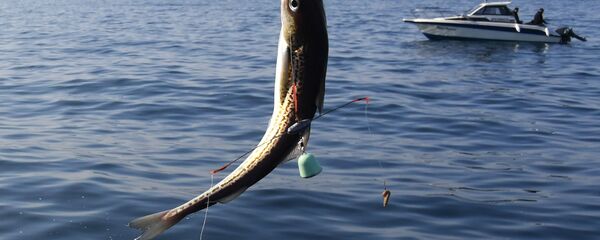 Любительский лов камбалы и минтая в Уссурийском заливе  - Sputnik Литва