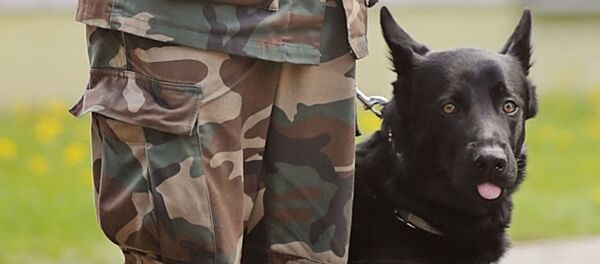 Немецкая овчарка Прайд поймала контрабандистов Немецкая овчарка Прайд поймала контрабандистов - Sputnik Lietuva