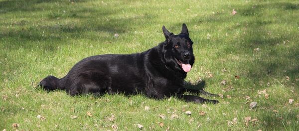 Немецкая овчарка Прайд поймала контрабандистов - Sputnik Литва