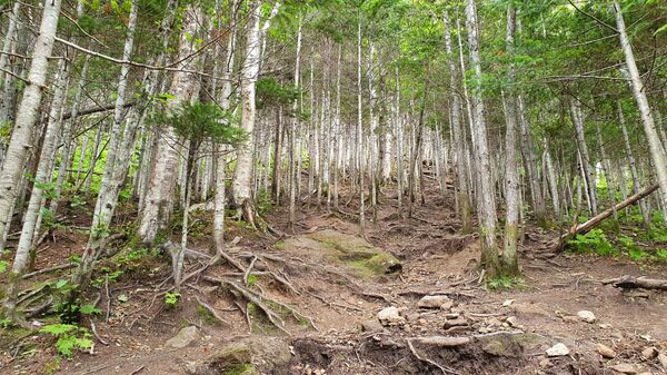 Губернатор Сахалина: важнейшая задача государства — развивать его территории Губернатор Сахалина: важнейшая задача государства — развивать его территории - Sputnik Литва
