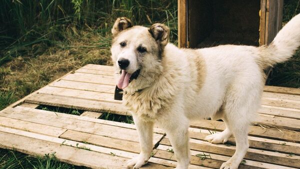 Собака из калининградского приюта для животных - Sputnik Lietuva