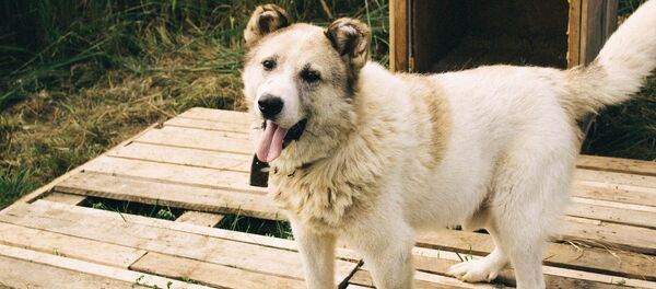 Šuo gyvūnų prieglaudoje Šuo gyvūnų prieglaudoje - Sputnik Lietuva