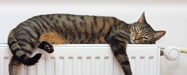 Кот на батарее, архивное фото - Sputnik Литва