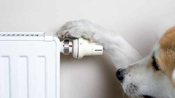 Радиатор и собака, архивное фото - Sputnik Lietuva