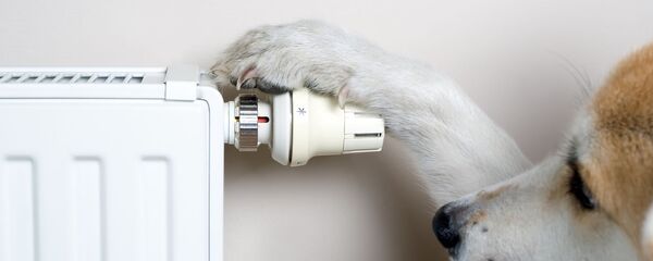 Радиатор и собака, архивное фото Радиатор и собака, архивное фото - Sputnik Lietuva