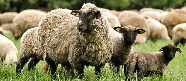 Овцы на пастбище - Sputnik Литва