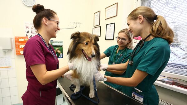 Ветеринары лечат собаку  - Sputnik Литва