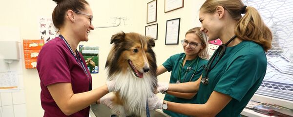 Ветеринары лечат собаку Ветеринары лечат собаку - Sputnik Литва