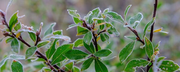 Заморозки в районе реки Титовка в Мурманской области Заморозки в районе реки Титовка в Мурманской области - Sputnik Литва