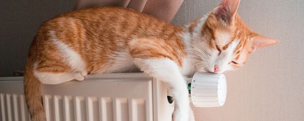 katinas katinas - Sputnik Lietuva