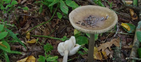 Amanita ceciliae в заповеднике Пажельсвяй - Sputnik Литва