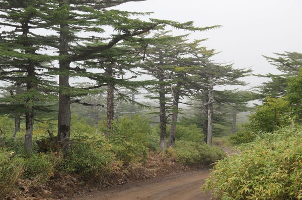 Сюда не приезжают пить кока-колу: что делать туристу на Курильских островах - Sputnik Литва