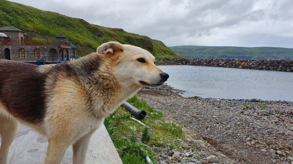 Сюда не приезжают пить кока-колу: что делать туристу на Курильских островах - Sputnik Литва