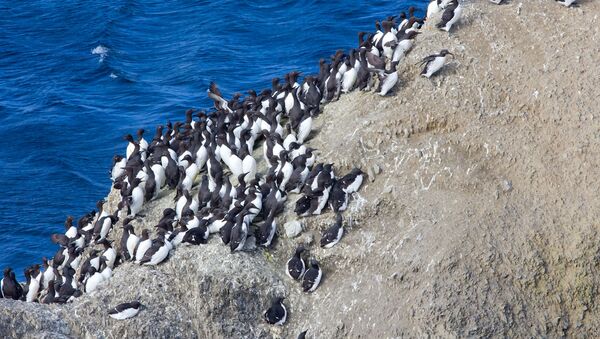 Колония пингвинов на архипелаге Новая Земля, архивное фото - Sputnik Lietuva