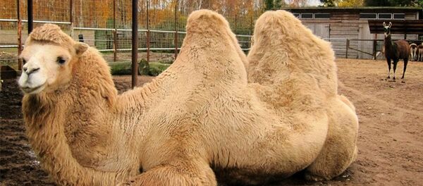 Верблюд Верблюд - Sputnik Литва