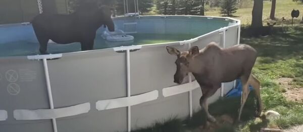 Лоси пришли искупаться на заднем дворе Лоси пришли искупаться на заднем дворе - Sputnik Литва