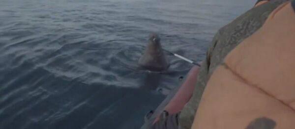 Срочно, срочно! Наехали на моржа - экспедиция Северного флота спасается бегством - Sputnik Литва