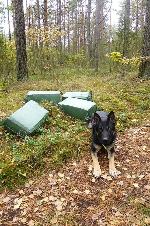 Овчарка помогла литовским пограничникам найти контрабанду в лесу - Sputnik Литва
