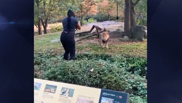 В Нью-Йорке посетительница зоопарка залезла в вольер, чтобы подразнить льва - Sputnik Литва