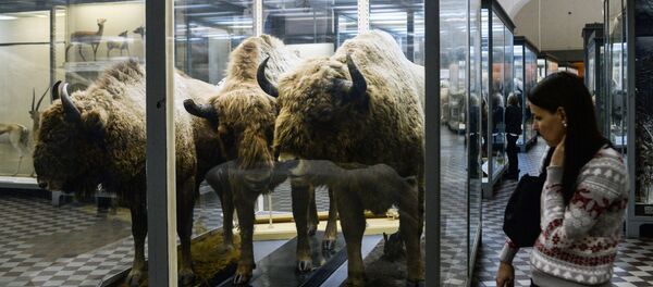 Посетитель в зоологическом музее Санкт-Петербурга, архивное фото Посетитель в зоологическом музее Санкт-Петербурга, архивное фото - Sputnik Lietuva