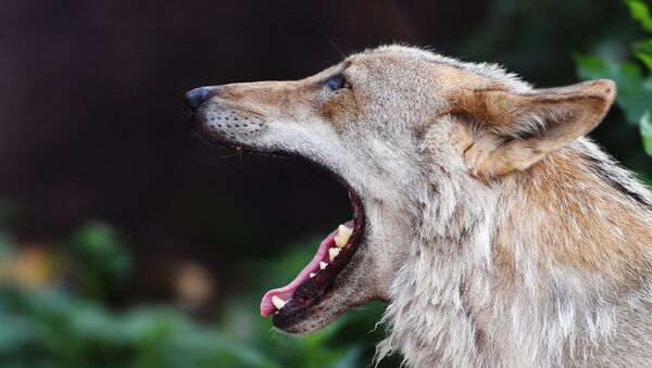 Европейский волк, архивное фото - Sputnik Lietuva