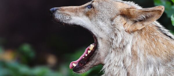 Европейский волк, архивное фото - Sputnik Литва