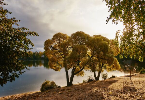 Деревья на берегу Суздальских озер в Санкт-Петербурге - Sputnik Lietuva