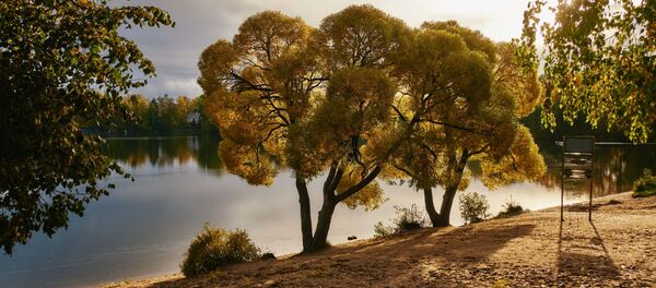 Деревья на берегу Суздальских озер в Санкт-Петербурге Деревья на берегу Суздальских озер в Санкт-Петербурге - Sputnik Lietuva