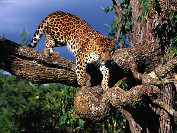 Амурский леопард на дереве - Sputnik Литва