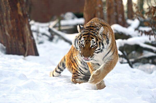 Амурский тигр зимой - Sputnik Lietuva