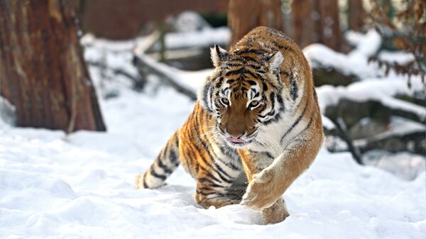 Амурский тигр зимой - Sputnik Литва