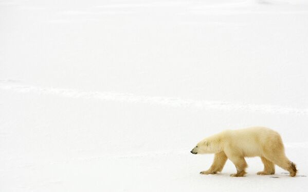 Белый медведь возле Гудзонова залива, Канада - Sputnik Литва