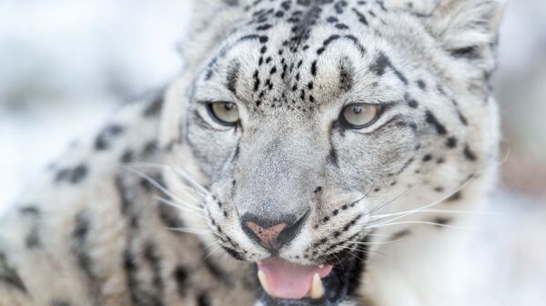 Snieginis leopardas - Sputnik Lietuva