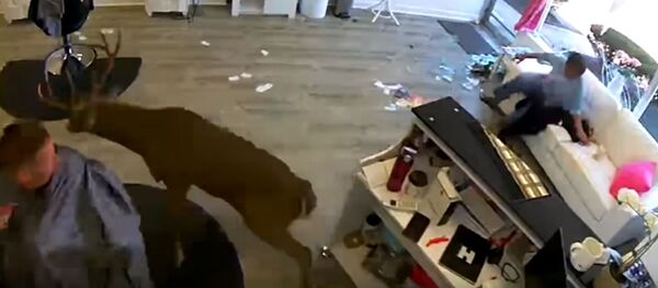 Elnias grožio salone surengė pogromą — video Elnias grožio salone surengė pogromą — video - Sputnik Lietuva