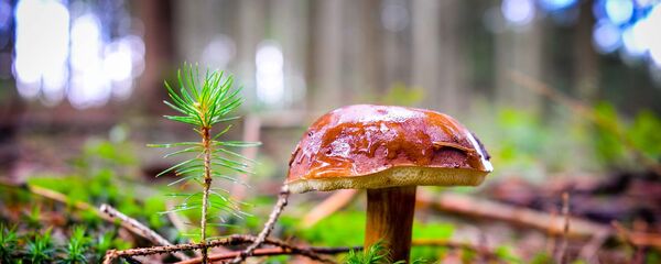 Rrybas Rrybas - Sputnik Lietuva