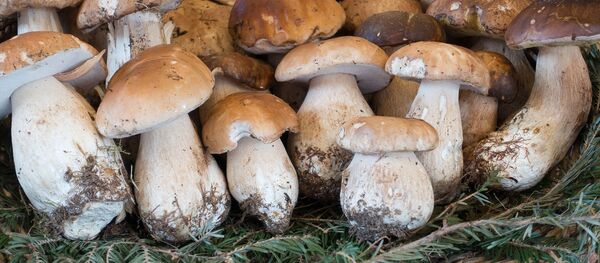 Белые грибы в корзине, архивное фото - Sputnik Lietuva