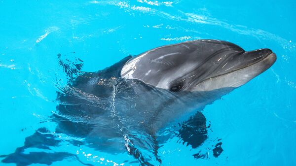 Дельфин, архивное фото - Sputnik Литва