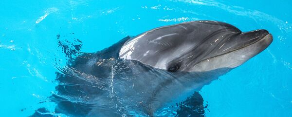 Delfinas - Sputnik Lietuva