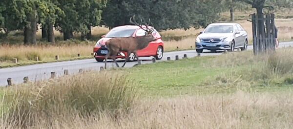 Олень атаковал машину в Ричмонд-парке Олень атаковал машину в Ричмонд-парке - Sputnik Lietuva