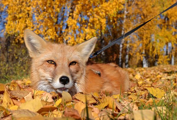 Рыжая осень: прогулка с ручным лисом по сибирской тайге - Sputnik Литва