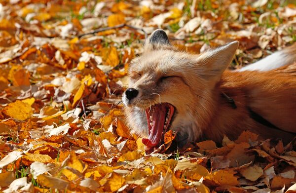 Рыжая осень: прогулка с ручным лисом по сибирской тайге - Sputnik Литва