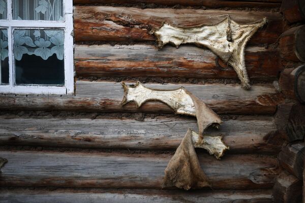 Шкурки диких животных на стене жилого дома в селе Алыгджер Тофаларского муниципального образования Иркутской области - Sputnik Литва